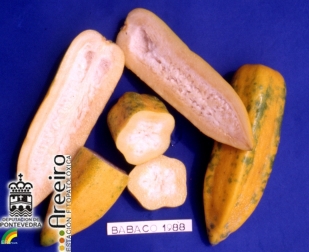 Babaco - Babaco - Babaco (Carica pentagona) >> Babaco (Carica pentagona) - Interior y exterior del fruto.jpg
